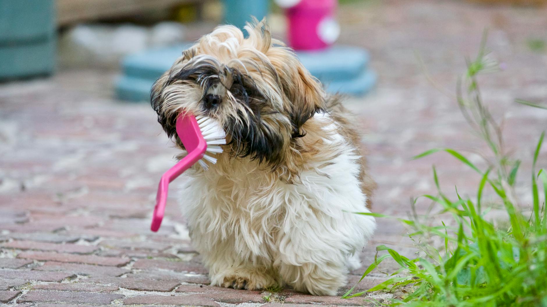 adult brown and white shih tzu carrying brush